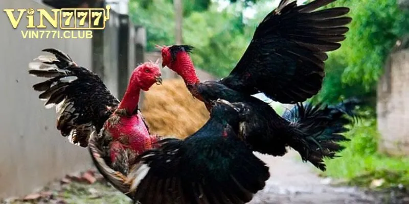 Cách Chọn Gà Đá Luôn Thắng