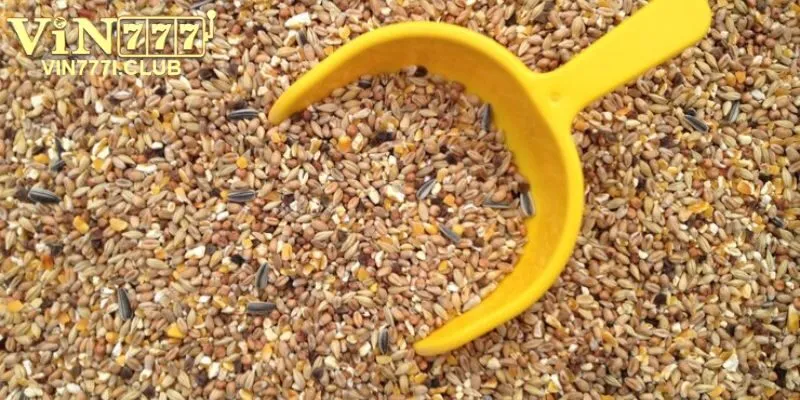 Cách trộn thức ăn cho gà
